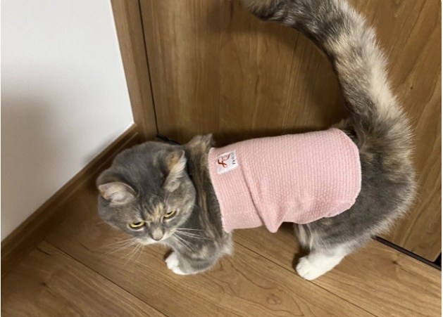 エフズウィッシュ