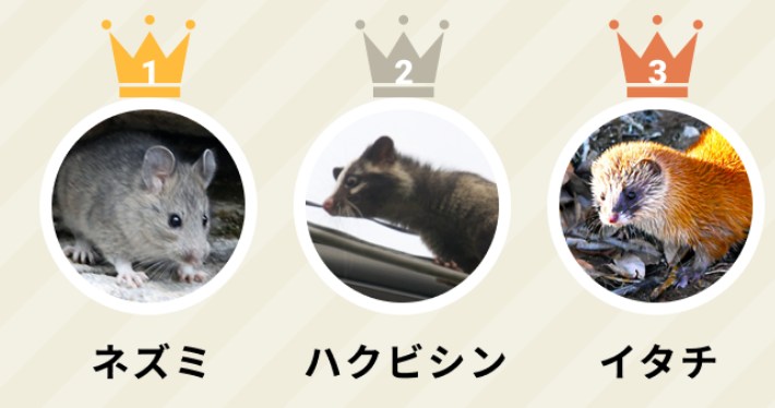 街角害獣駆除相談所