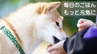 柴犬に手からご飯をあげる飼い主の写真