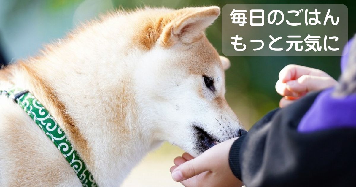 柴犬に手からご飯をあげる飼い主の写真