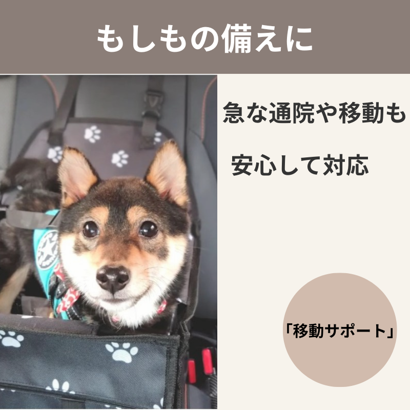 ペットタクシーで移動するわんちゃんの画像