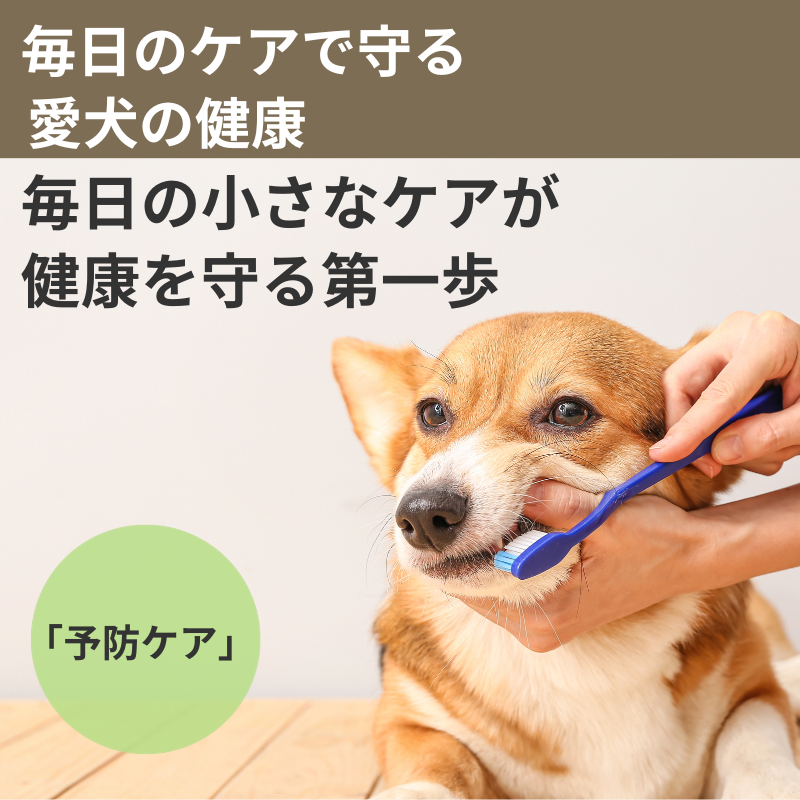 愛犬の歯みがきケアをして健康管理を行っている様子